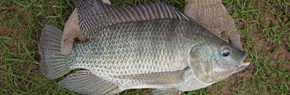 Tilapicultura: o motorzinho da piscicultura nacional 