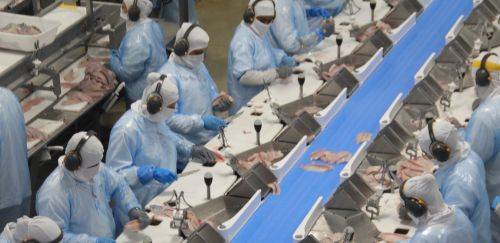 Sustentáveis e tecnológicas, empresas apontam futuro da tilápia no PR Sustentáveis e tecnológicas, empresas apontam futuro da tilápia no PR