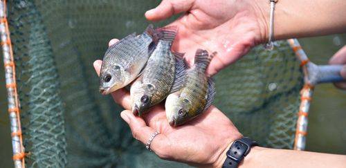 IP integra projeto para transformar resíduo aquícola em bioinsumo