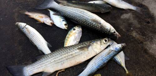 Portaria lista embarcações autorizados à pesca especial da tainha 