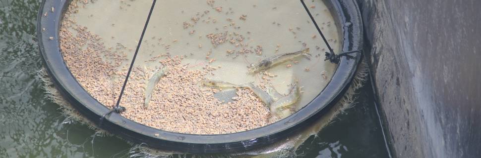 Carcinicultura volta ao jogo?