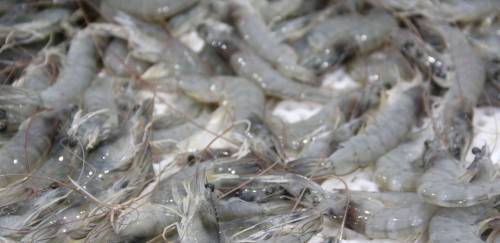 Tempos cruciais para as duas maiores nações exportadoras de camarão