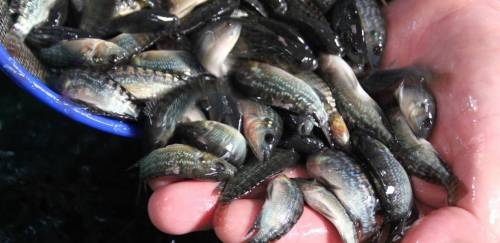 XII Workshop Internacional debate sanidade em piscicultura