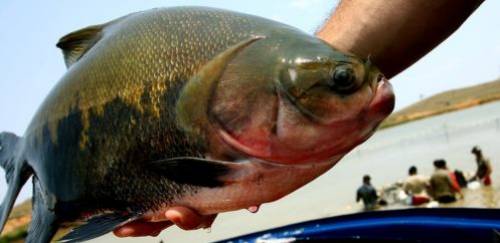 Pesquisa revela que piscicultura na Amazônia crescerá só 5% em 10 anos