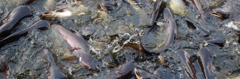 Paraná salta 11,5% e segue líder dos peixes de cultivo no Brasil