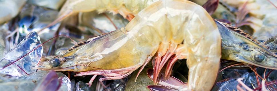 Prejuízos de Vibrio à carcinicultura somam US$ 45 bi em 10 anos