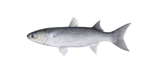 Tainha: regras podem reduzir subnotificação, mas falta rastreabilidade Tainha: regras podem reduzir subnotificação, mas falta rastreabilidade