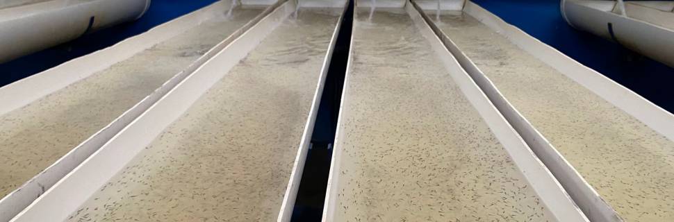 Dedicação total em terra sergipana 