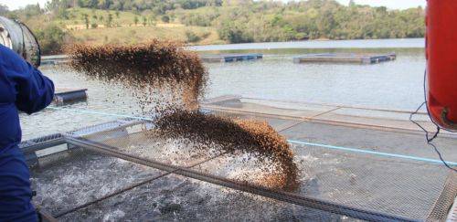 A receita do sucesso da tilápia paranaense A receita do sucesso da tilápia paranaense
