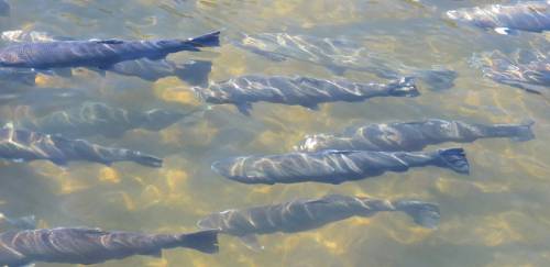 Mowi recebe multa recorde de quase R$ 40 milhões por escapes de salmão