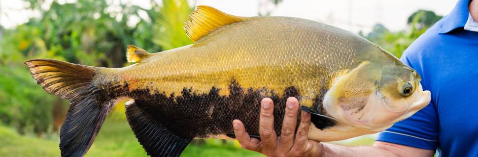 Mostra gastronômica traz tambaqui de Rondônia para São Paulo