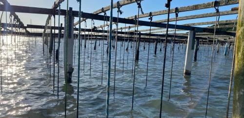 A superpotência da maricultura A superpotência da maricultura