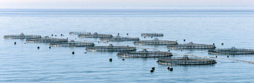 MPA divulga novo prazo para aquicultores entregarem o RAP