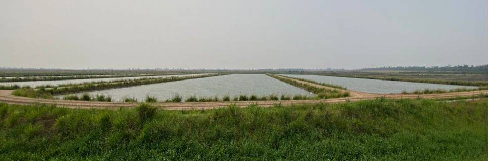 Piscicultura nacional ultrapassa 1 milhão de toneladas em 2025