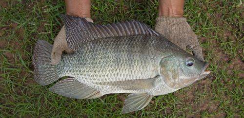 Embrapa lança rede nacional para acelerar inovação na aquicultura