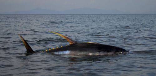 Revisada incremento da cota de albacora-bandolim para 12,9% na ICCAT