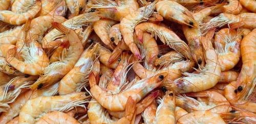 2021 será o ano da recuperação global da produção de camarão