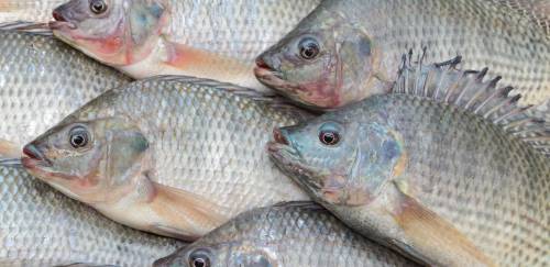 Tilápia brasileira segue ganhando importância no mercado internacional Tilápia brasileira segue ganhando importância no mercado internacional