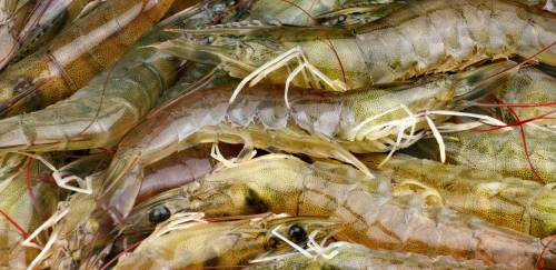 Governo anuncia suspensão da importação de camarão do Equador 