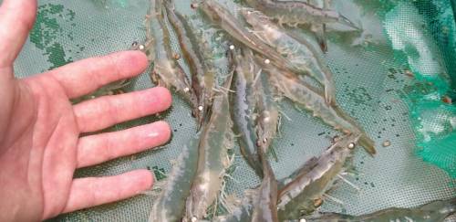 Projeto-piloto no PA quer criar novo nicho com camarão marinho