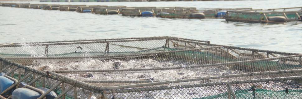 Veja as regulamentações para implantação de aquiculturas no Brasil