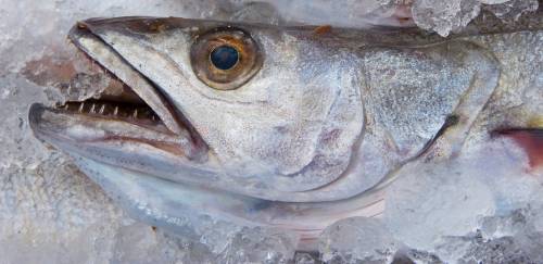 Merluza: entidades unem forças para destravar RAI com base técnica