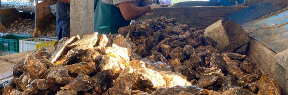 PPM 2024: produção de ostras, vieiras e mexilhões cresce 21,7% em 2024