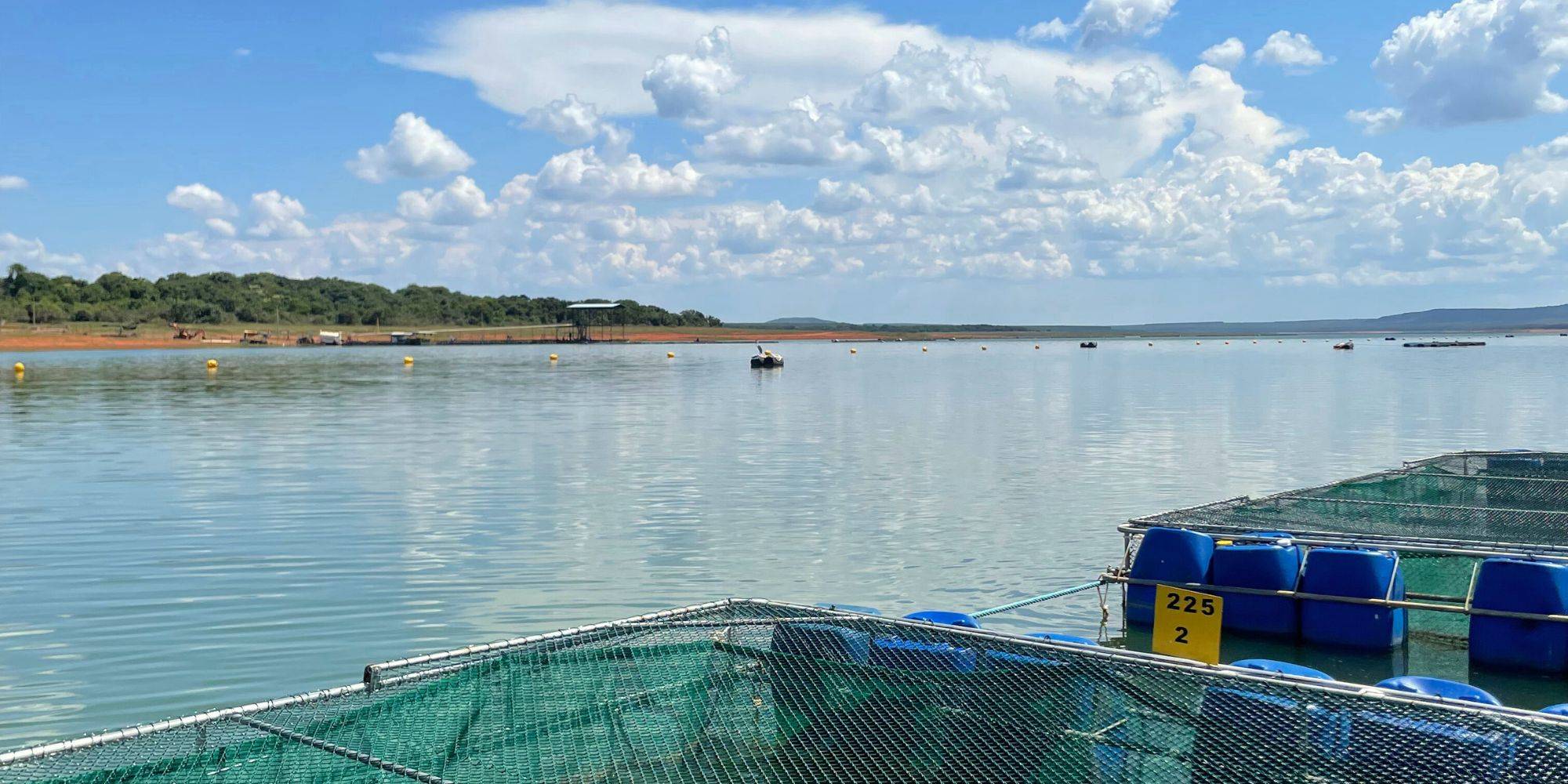 Peixe MG e sua atuação para o fortalecimento da tilapicultura mineira Peixe MG e sua atuação para o fortalecimento da tilapicultura mineira