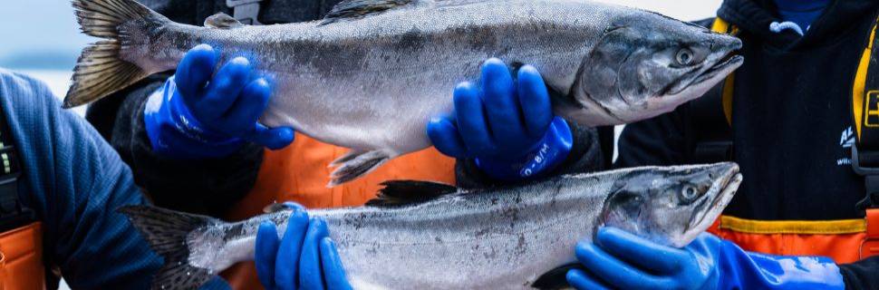 >Do Alasca para o Brasil: o pescado selvagem que conquista paladares Do Alasca para o Brasil: o pescado selvagem que conquista paladares