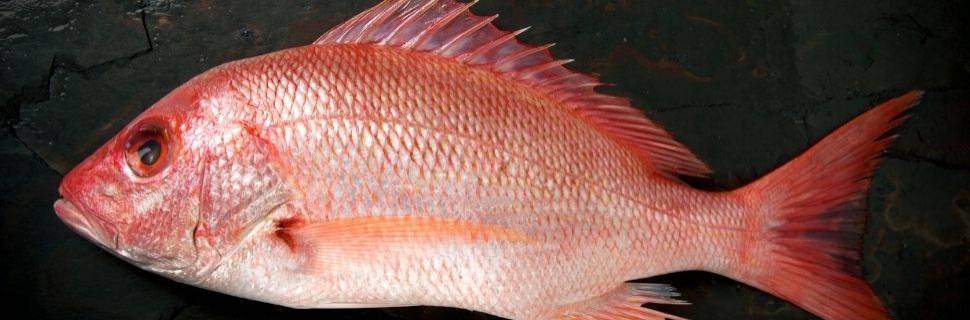 MMA reclassifica pargo como espécie “Em Perigo” de extinção no Brasil
