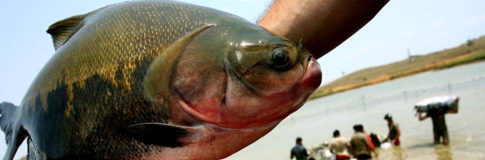 Embrapa está desenvolvendo tambaquis sem espinha 
