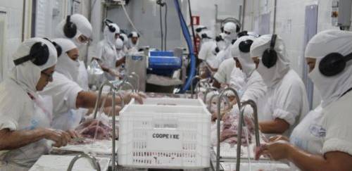 Frigoríficos em MG apostam em diversidade na tilapicultura Frigoríficos em MG apostam em diversidade na tilapicultura