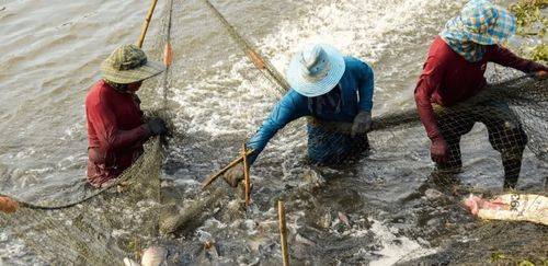 Plano Safra 2025/26 prevê crédito de R$ 516 bi ao agronegócio