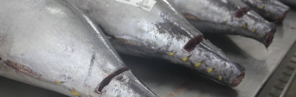 Apesar de desafios, comercialização dos atuns no RN segue avançando