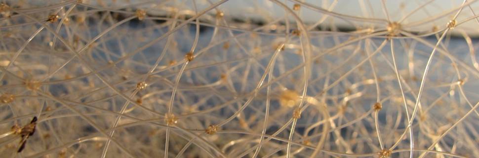 Operação da PF combate fraudes em seguro-defeso no Sul de MG