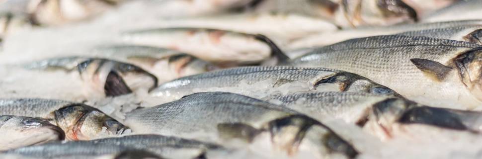 Seafood Show: Soluções tecnológicas e inovadoras na AgriFutura Pescado