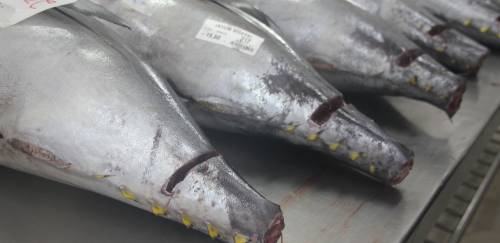 Apesar de desafios, comercialização dos atuns no RN segue avançando