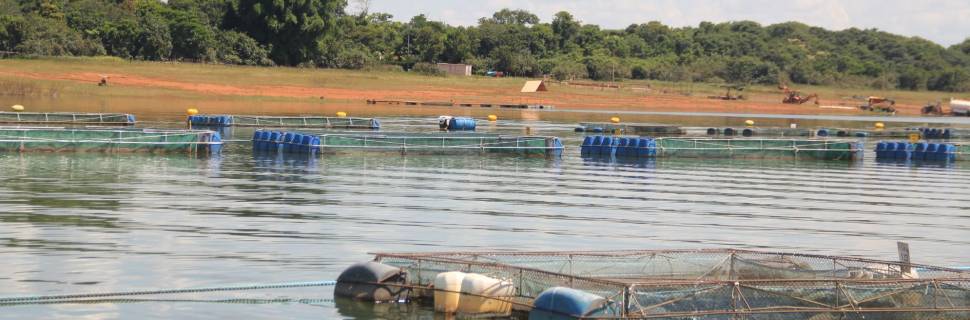 >Pesca e aquicultura somaram 235 milhões de ton em 2024, aponta FAO Pesca e aquicultura somaram 235 milhões de ton em 2024, aponta FAO