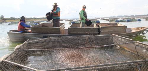 Qualidade e verticalização na tilapicultura de Morada Nova Qualidade e verticalização na tilapicultura de Morada Nova