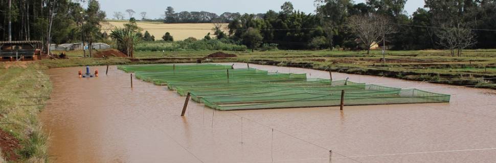 Aquicultura capta mais de R$ 550 milhões em 2020