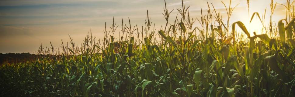 Estiagem no Sul gera impactos nos preços das rações no mercado