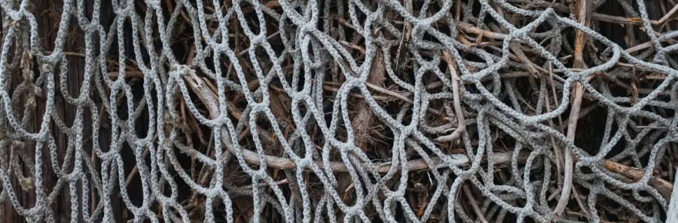 Editais abertos para avaliação de estoques de tainha e bagre branco