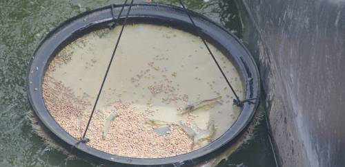 Carcinicultura volta ao jogo? Carcinicultura volta ao jogo?