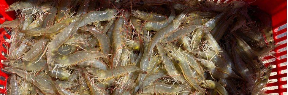 RN retoma negociações para exportar camarão ao mercado chinês