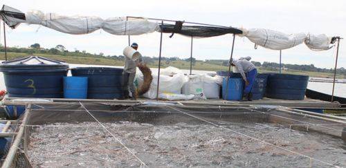 O uso de suplementos na ração para aquicultura 