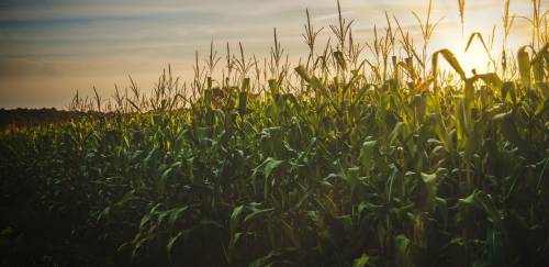 Estiagem no Sul gera impactos nos preços das rações no mercado