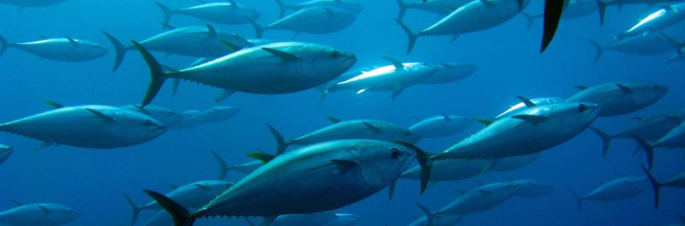 Pesca de atuns e afins: um olhar para o Atlântico Sul