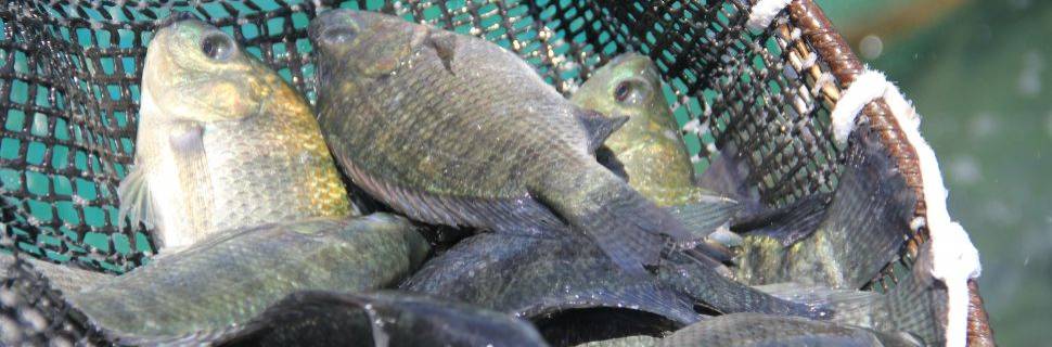 Banco genético fortalece tilapicultura no Brasil