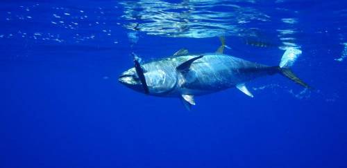 Abipesca participa de reuniões do ICCAT