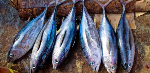 SAP realizará Fórum de Internacionalização do Pescado Brasileiro